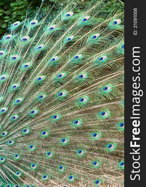 Beautiful the feather of peacock