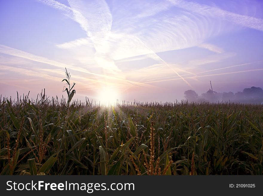 Cornfield landscape at sunrise with a windmill at the horizon. Cornfield landscape at sunrise with a windmill at the horizon