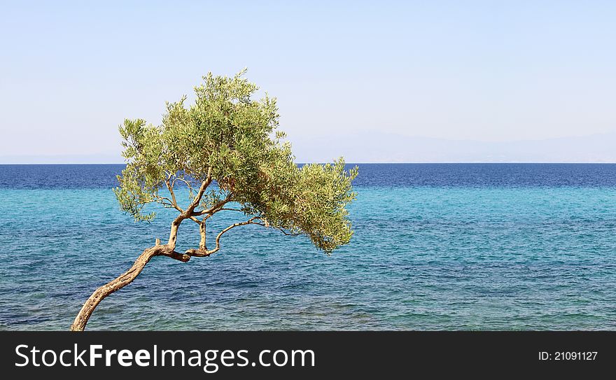 Olive tree by the blue Aegean sea , in Thassos island , Greece. XXL