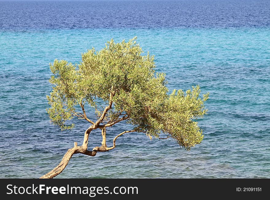 Olive tree by the blue Aegean sea , in Thassos island , Greece.