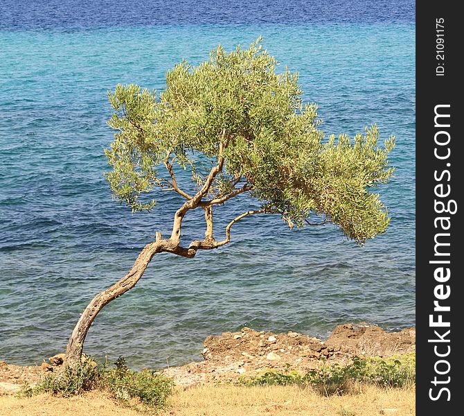 Olive tree by the blue Aegean sea , in Thassos island , Greece.