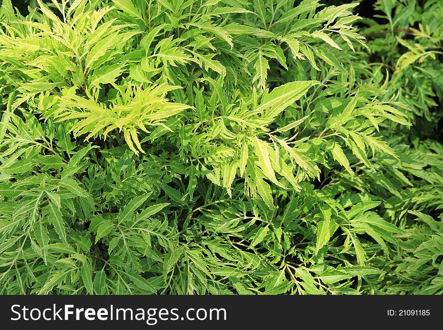 Beautiful green leaves background and bright sun