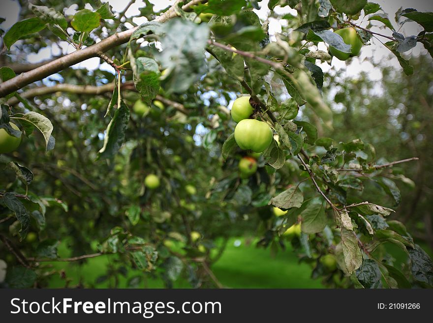 Apple tree with ripe green apples. Apple tree with ripe green apples
