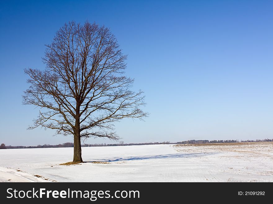 Field on which the tree with the fallen down leaves during the winter period of time grows. Field on which the tree with the fallen down leaves during the winter period of time grows