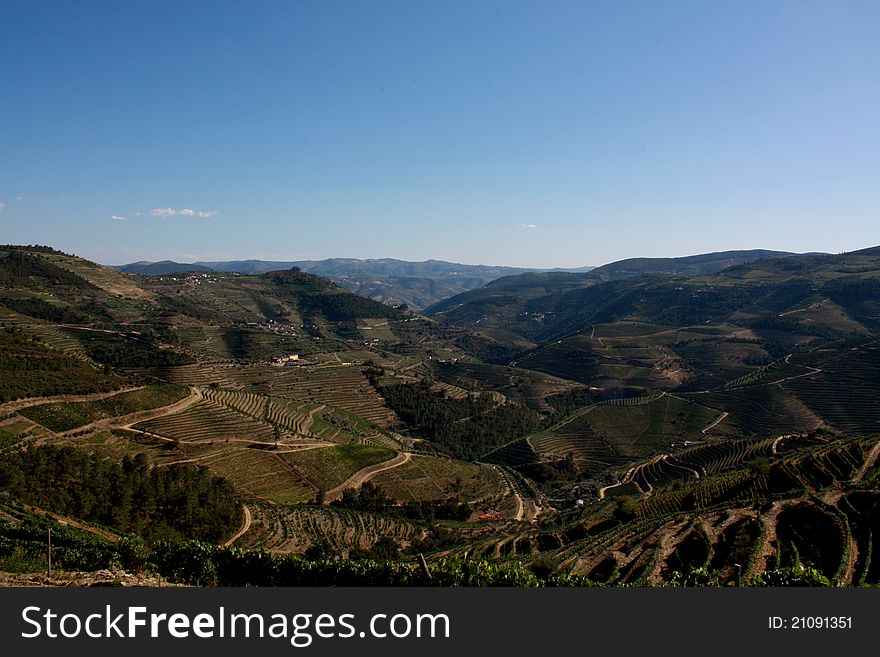 Vineyards of Tras-os-Montes