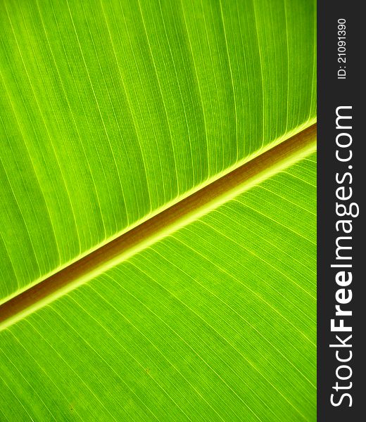 Green banana leaf.