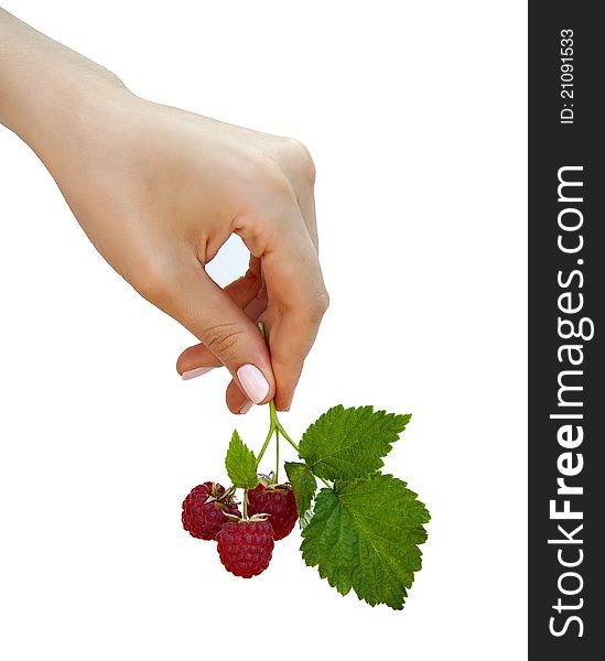 Female hand holding a sprig of ripe raspberries. Female hand holding a sprig of ripe raspberries