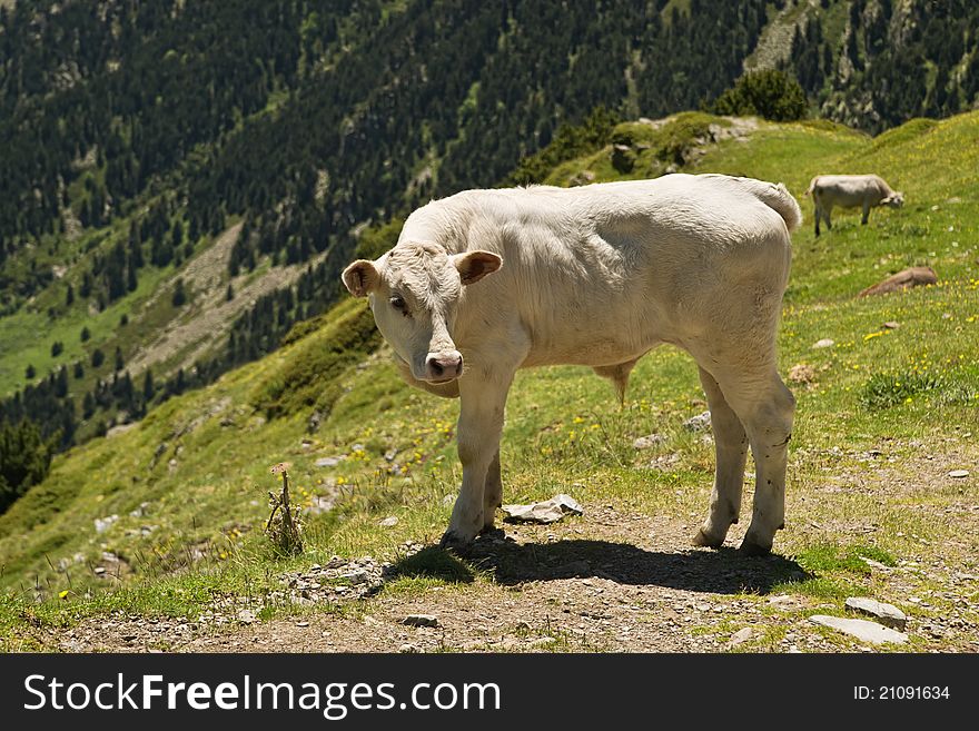 The bull in Pyrenees mountain pasture