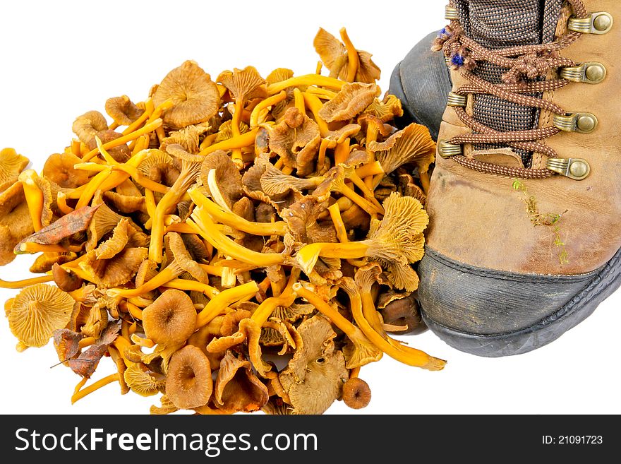 Funnel Chanterelle. Close up on white background