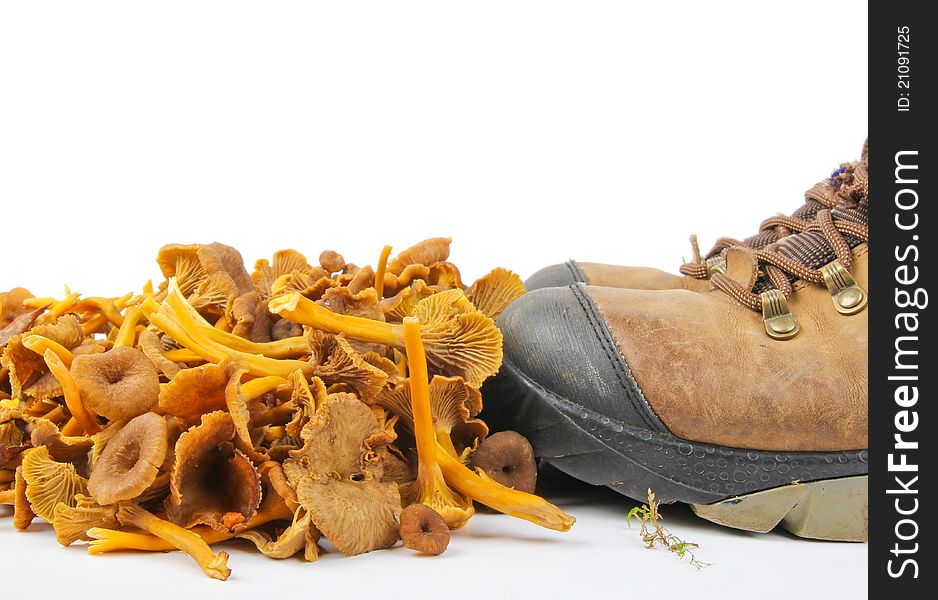 Funnel Chanterelle. Close up on white background
