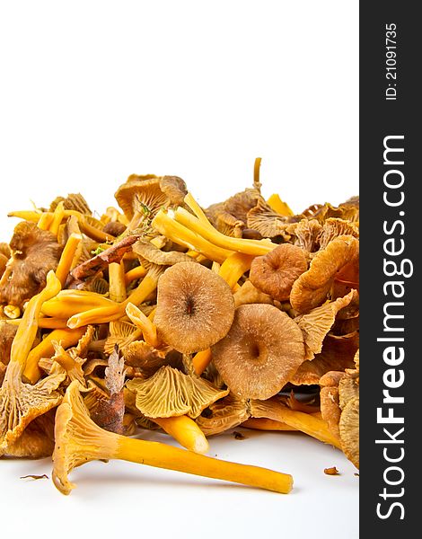 Funnel Chanterelle. Close up on white background