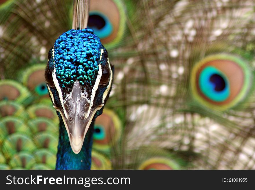 Close-up of a peacock head, tail in background