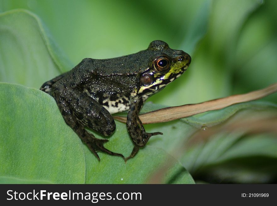 A green frog on a plant