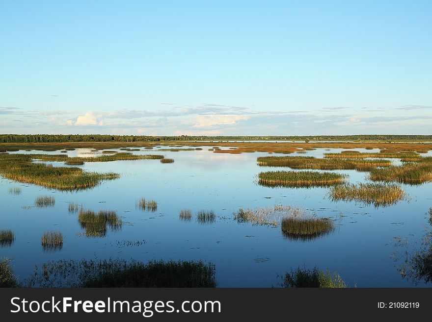 Overgrown forest lake. Summer landscape. Overgrown forest lake. Summer landscape.