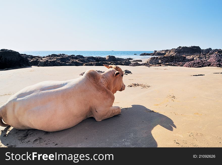 White cow on the sandy seashore in India. White cow on the sandy seashore in India