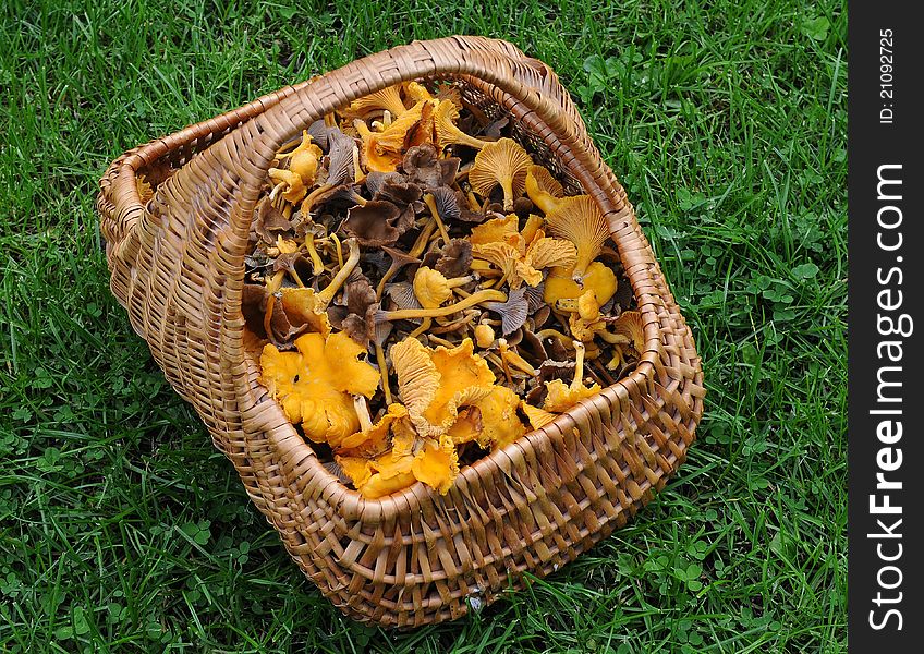 A basket full of chanterelles standing on green grass