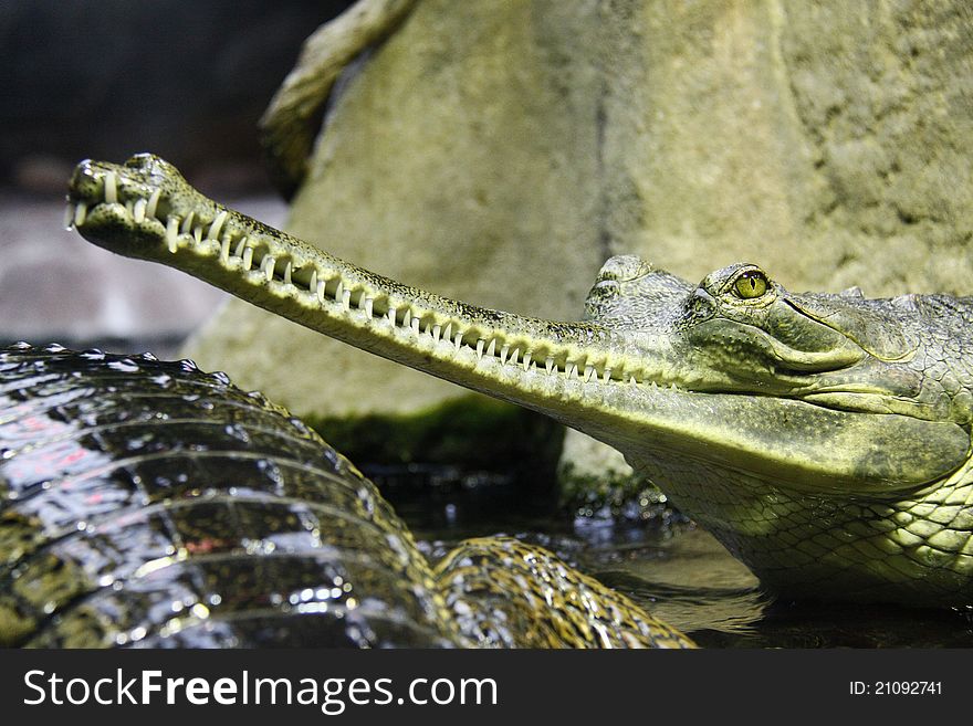 Portrait of gavial with open jaws