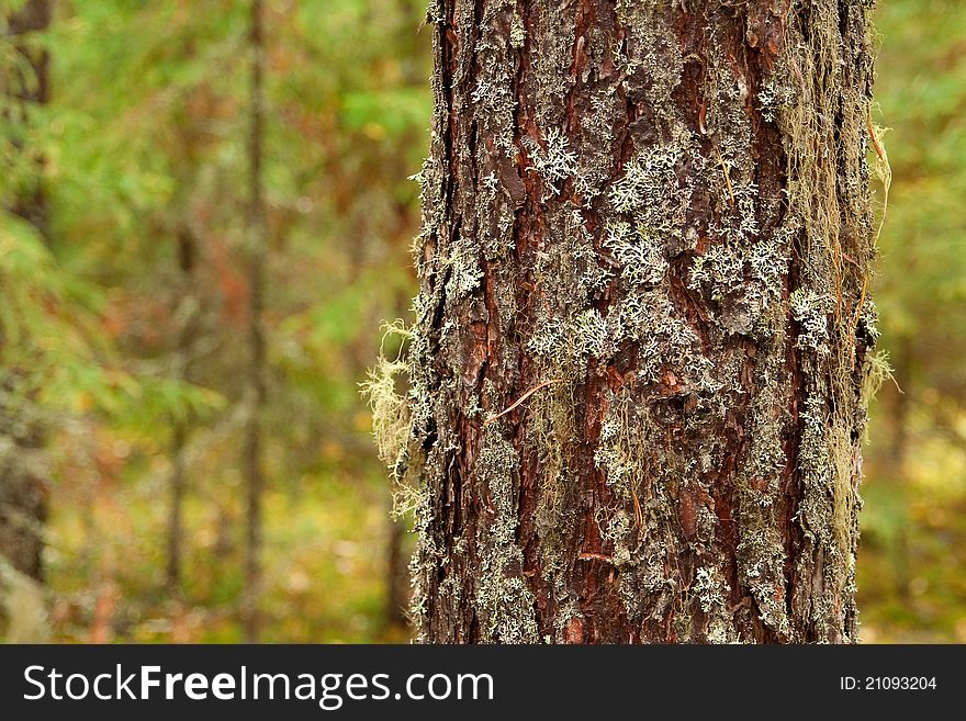 The trunk of pine, overgrown with moss in a forest. Texture, background. The trunk of pine, overgrown with moss in a forest. Texture, background