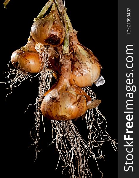 Bunch of onions hanging against a Black background