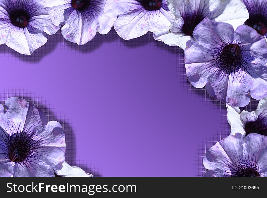 Purple background with frame from violet blossom. Purple background with frame from violet blossom