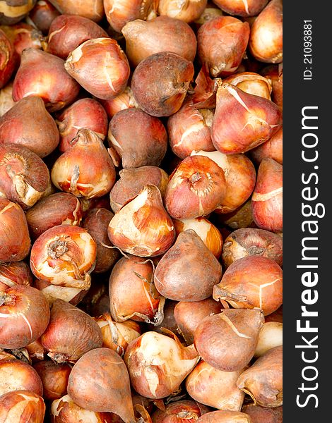 Several tulip bulbs as offered for sale in Amsterdam flower market