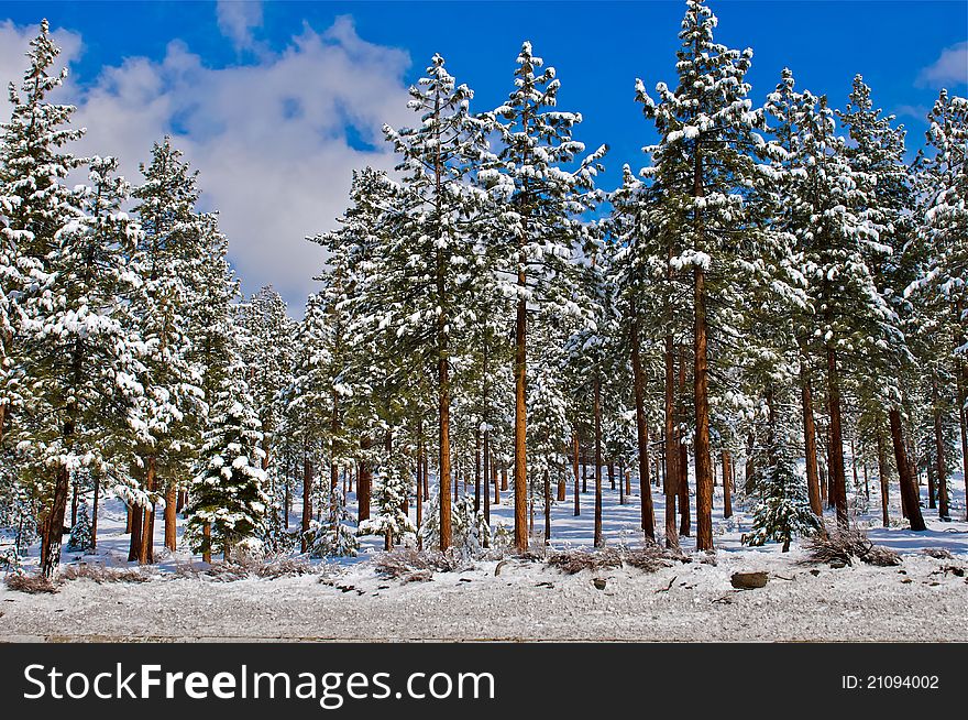 Trees with new snow on them by Lake Tahoe CA