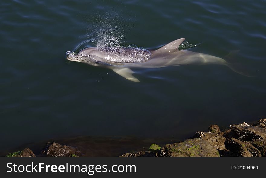 A bottlenose Dolphin blowing bubbles while surfacing.