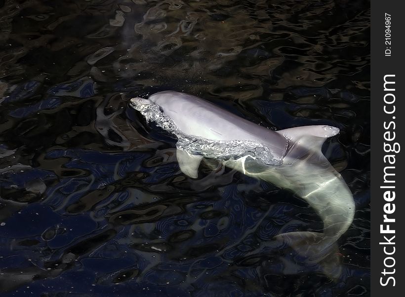 A shot of a Bottlenose Dolphin playing in the sea.