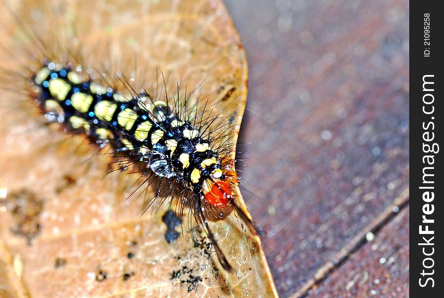This is the larval form of a member of a butterfly. caterpillars are considered pests in agriculture. most caterpillars have tubular and segmented bodies. this caterpillar looks bright and beautiful but possesses stinging hairs on contact causing pain something like a needle on the skin. it moves jerky as it tries to escape from the rain. This is the larval form of a member of a butterfly. caterpillars are considered pests in agriculture. most caterpillars have tubular and segmented bodies. this caterpillar looks bright and beautiful but possesses stinging hairs on contact causing pain something like a needle on the skin. it moves jerky as it tries to escape from the rain.