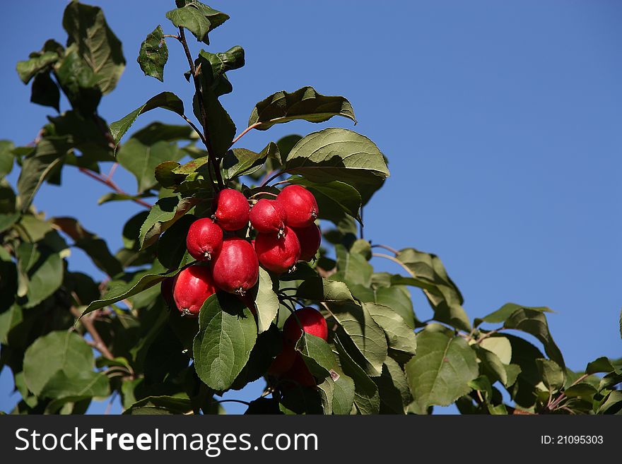 Branch of an apple in the garden