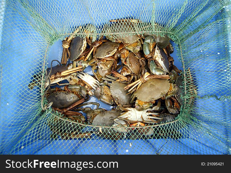 The sea crab, in the seafood market sale.