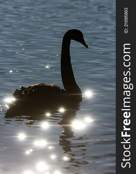 Silhouette of adult swan on lake in sparkle water. Silhouette of adult swan on lake in sparkle water.