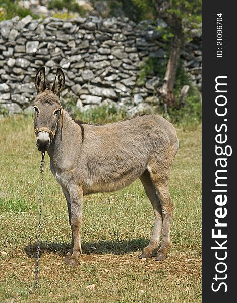 Donkey standing on the field in Kljuc in front of the stonewall. Donkey standing on the field in Kljuc in front of the stonewall