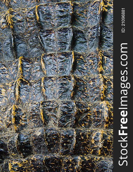 Abstract pattern crocodile leather background.