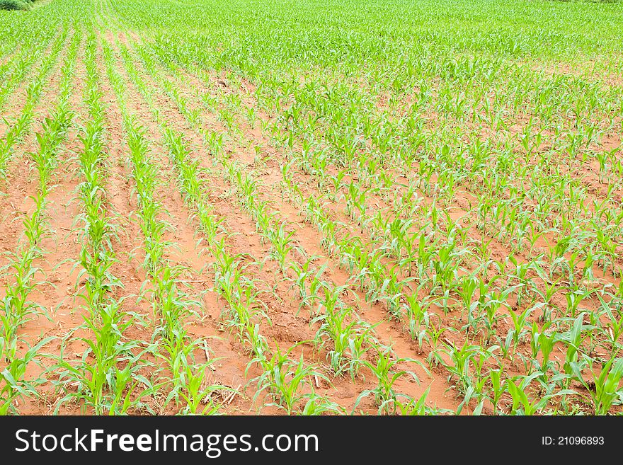 Rows of young corn plants