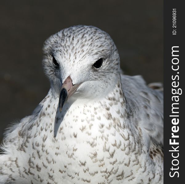 Young seagull portrait close-up