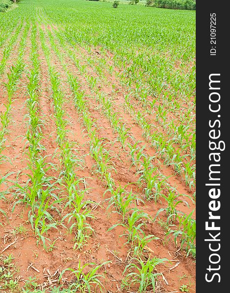 Rows of young corn plants,countryside Thailand.