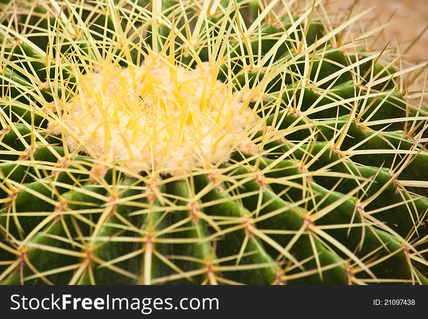 Cactus close up in the garden