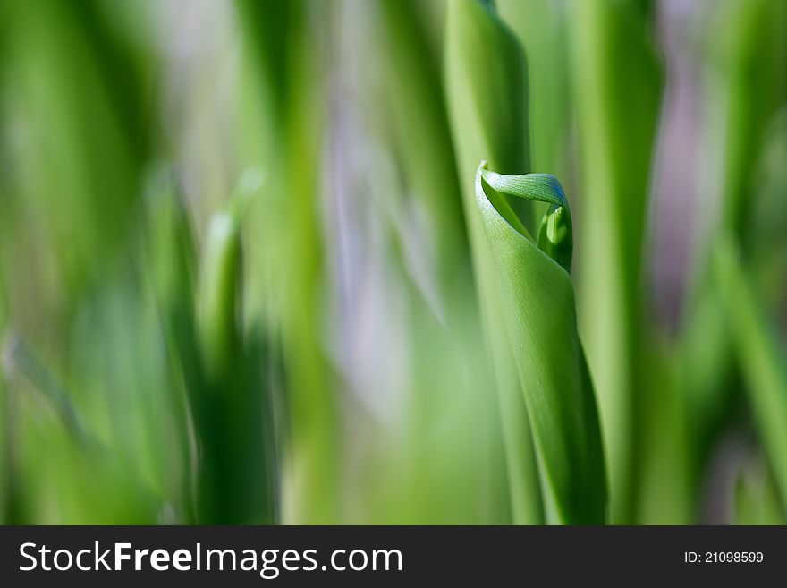 Picture of Lily of the Valley. Picture of Lily of the Valley