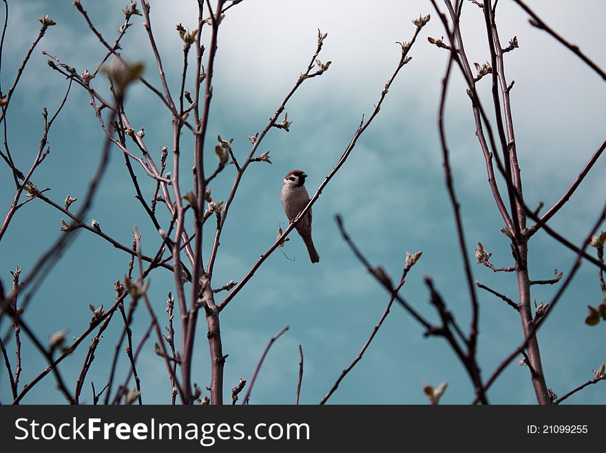 Sparrow against the spring sky