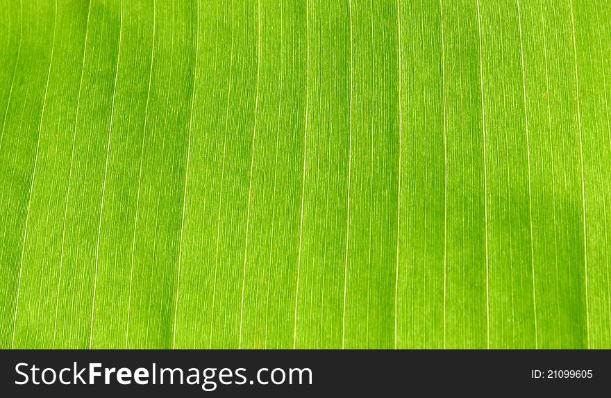 Banana Leaf Texture as background