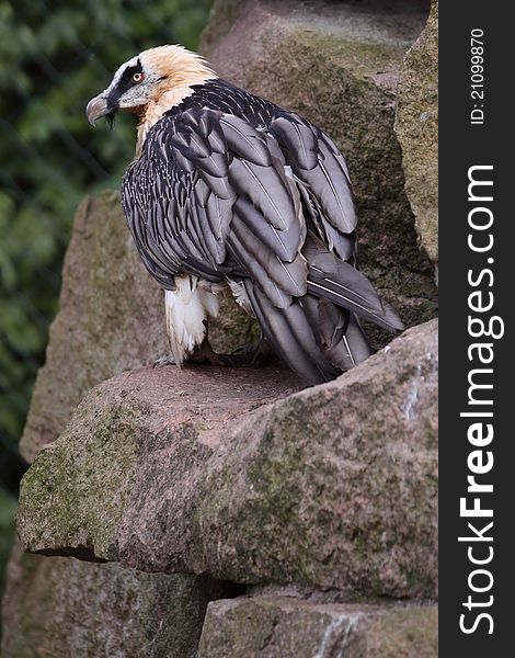 The bearded vulture on the rock.