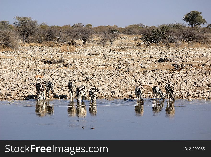 Herd of Burchells zebras drinking water in Etosha wildpark, Okaukuejo waterhole. Namibia. Herd of Burchells zebras drinking water in Etosha wildpark, Okaukuejo waterhole. Namibia