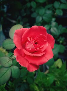 Tea Roses Or Hybrid Tea Rose Stock Photography Tea Roses Or Hybrid Tea Rose Stock Photography