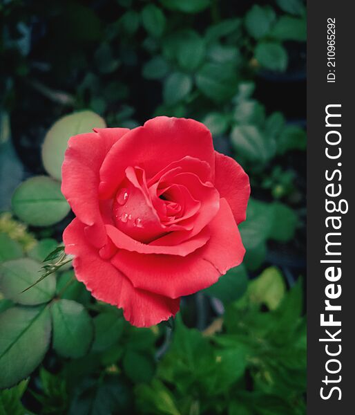 Blooming Tea Roses in a Coral Color. Red Hybrid tea rose or Veterans Horor. Blooming Tea Roses in a Coral Color. Red Hybrid tea rose or Veterans Horor