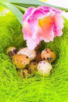Nest With Easter Eggs Stock Photos Nest With Easter Eggs Stock Photos
