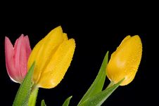 Glowing Tulips Stock Photo