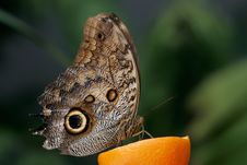 Blue Morpho Stock Photography Blue Morpho Stock Photography