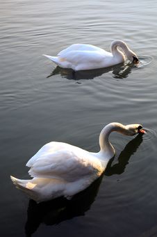 Swans Floating Stock Image