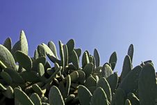 Cactus Plants And A Blue Sky Stock Image Cactus Plants And A Blue Sky Stock Image